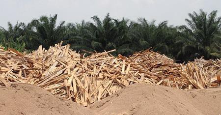 Der United Nations Food And Agriculture Organization: Holzenergie ist kein sc...
